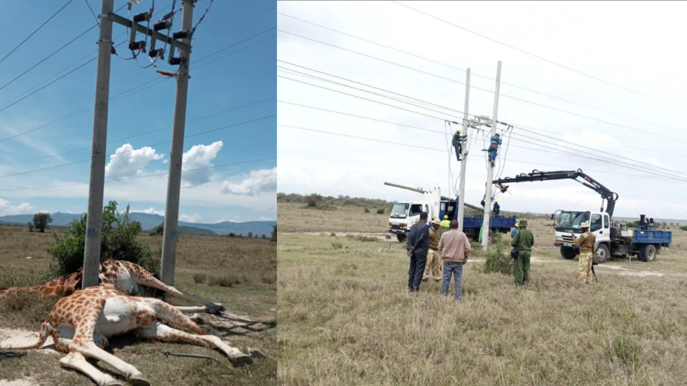 Three giraffes fatally electrocuted by low power lines in Kenya